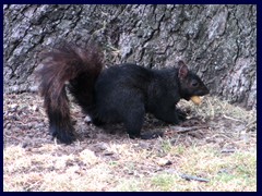 Queens Park 25 - squirel